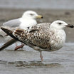 Great Black-backed Gull